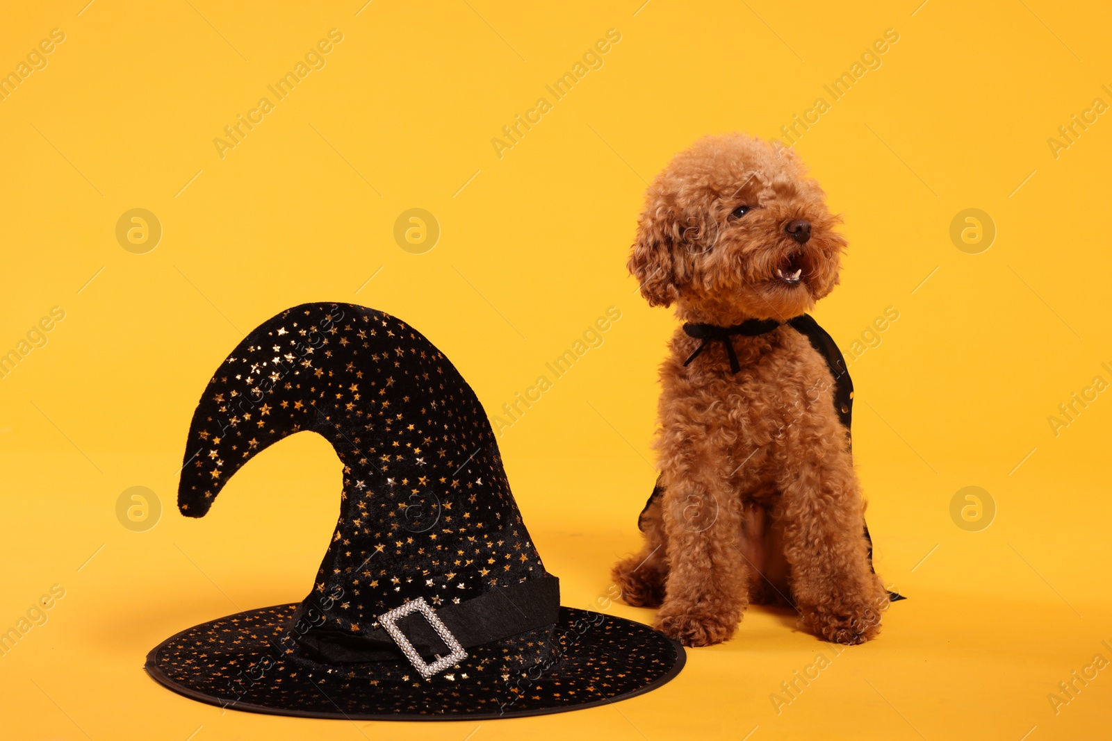 Photo of Cute Maltipoo dog with hat dressed in witch for Halloween celebration on orange background