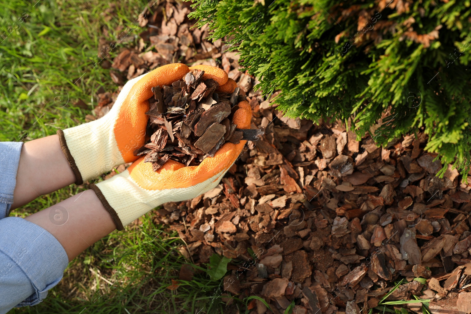 Photo of Woman mulching soil with bark chips in garden, above view