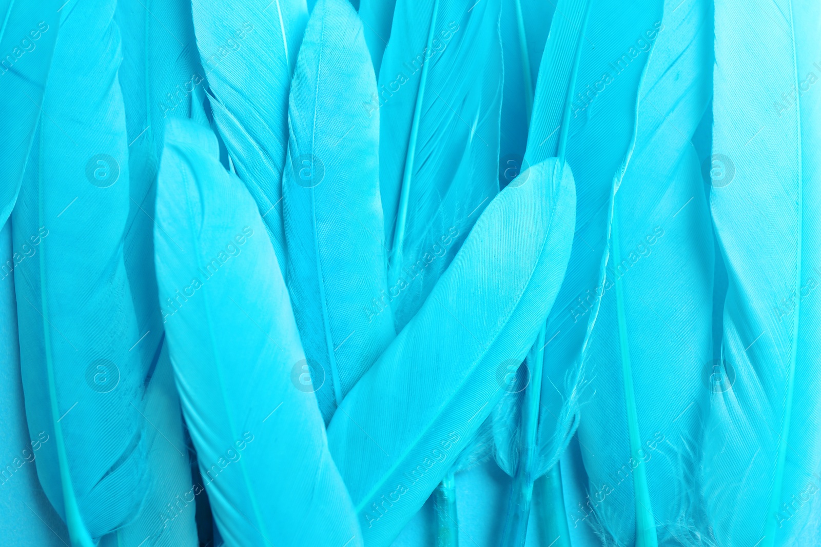Photo of Many beautiful light blue feathers as background, top view