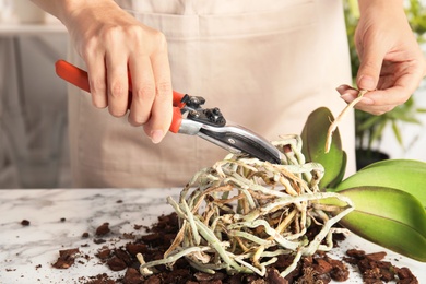 Woman cutting roots of orchid plant on table, closeup