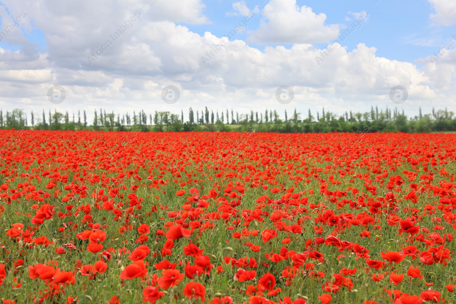 Photo of Beautiful red poppy flowers growing in field