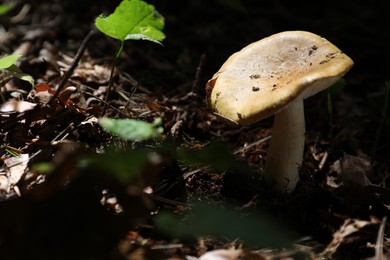 One mushroom growing in forest, closeup. Space for text