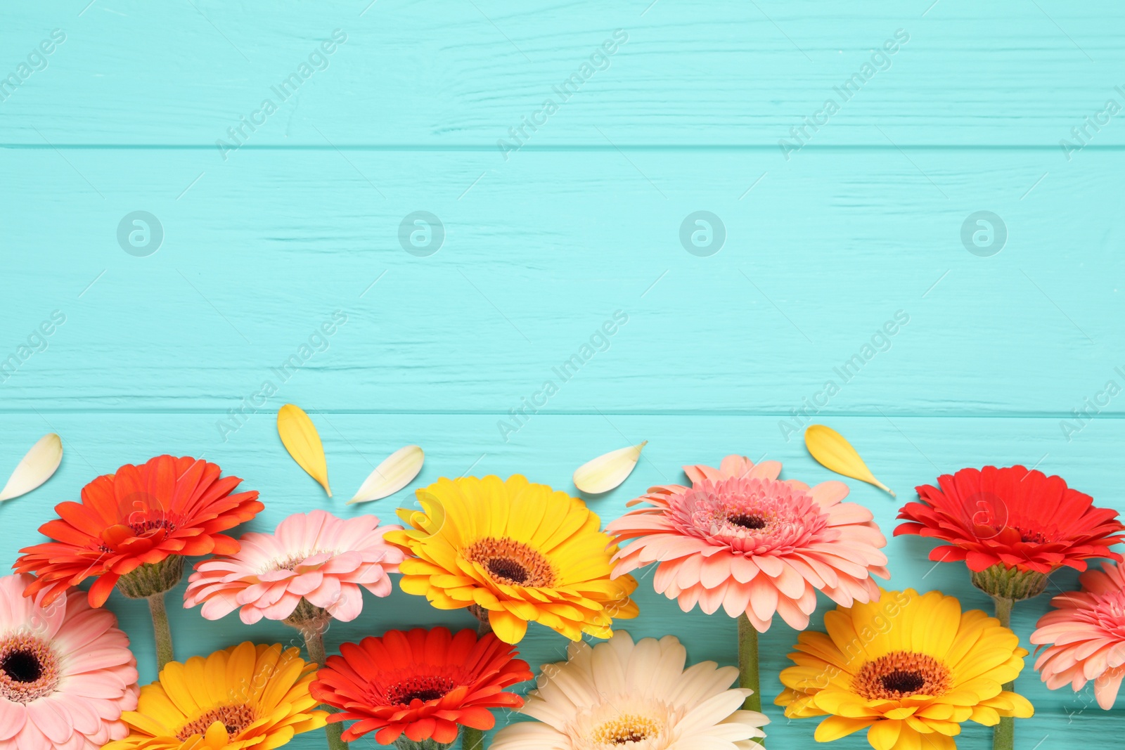 Photo of Beautiful colorful gerbera flowers and petals on turquoise wooden table, flat lay. Space for text
