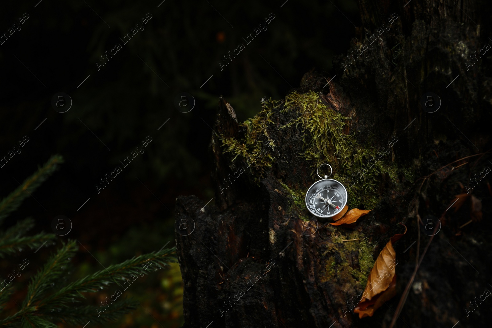 Photo of Compass on mossy tree bark outdoors, space for text