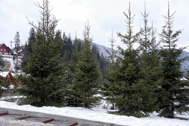 Photo of Beautiful fir trees in mountain village. Winter season