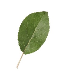 Photo of One fresh apple tree leaf isolated on white