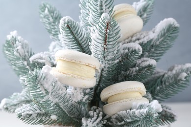 Photo of Tasty Christmas macarons on fir branches with snow against color background, closeup