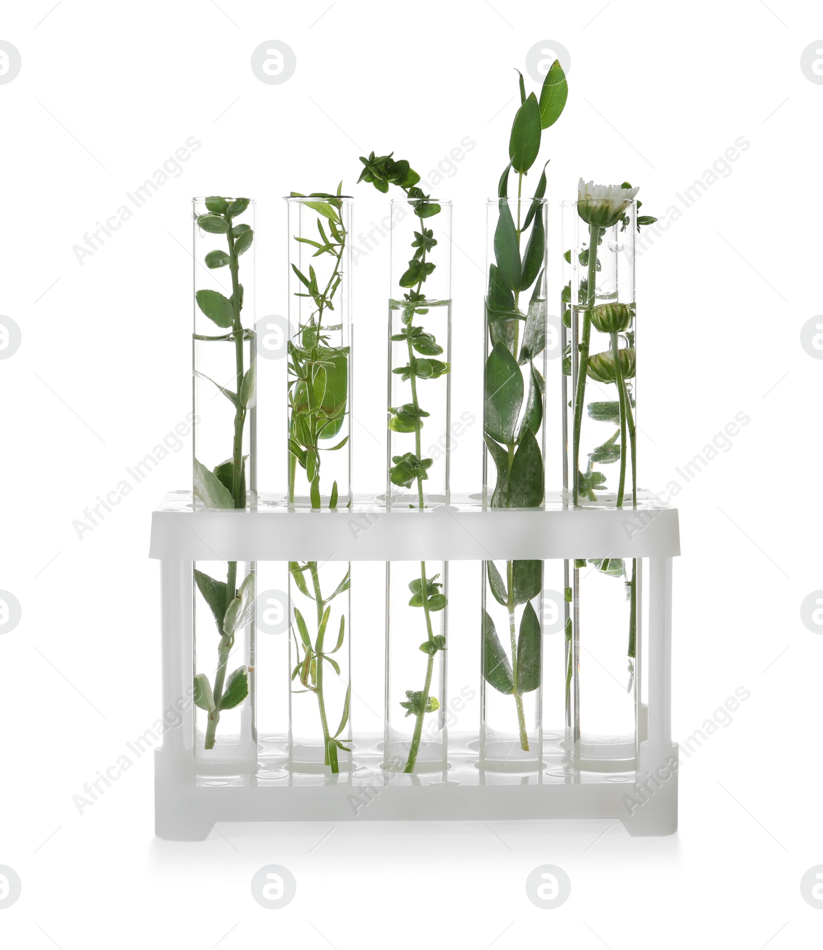 Photo of Test tubes with different plants on white background