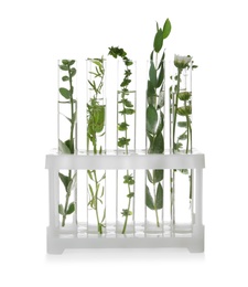 Photo of Test tubes with different plants on white background