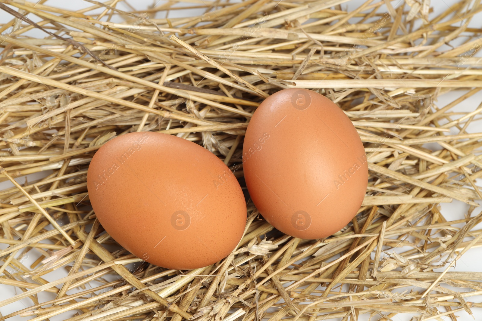 Photo of Two brown chicken eggs on nest, closeup