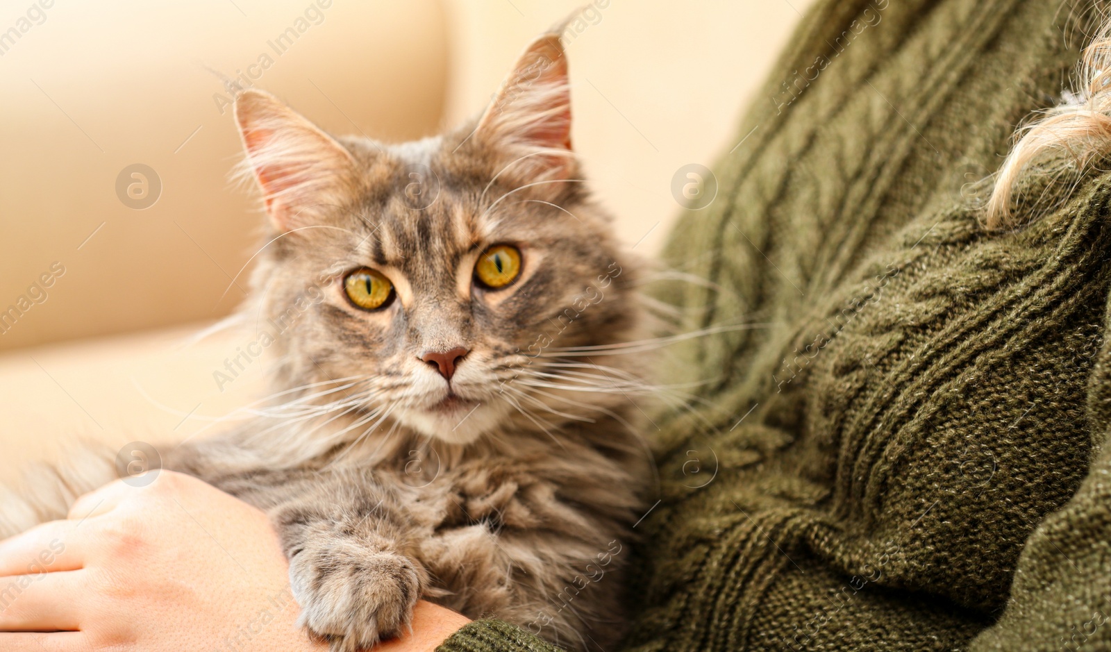 Image of Woman with her cute Maine Coon cat at home, closeup. Lovely pet