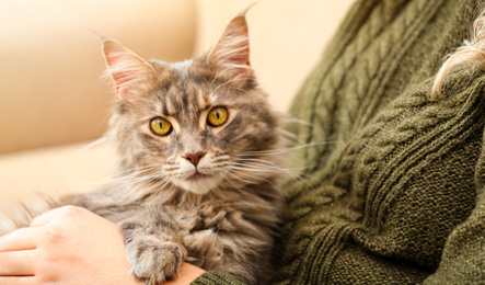 Woman with her cute Maine Coon cat at home, closeup. Lovely pet