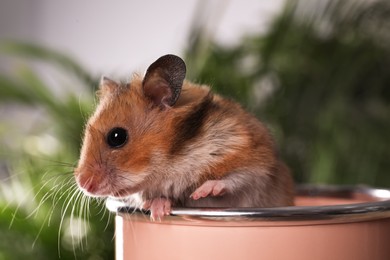 Photo of Cute little hamster looking out of pink can against blurred background, closeup