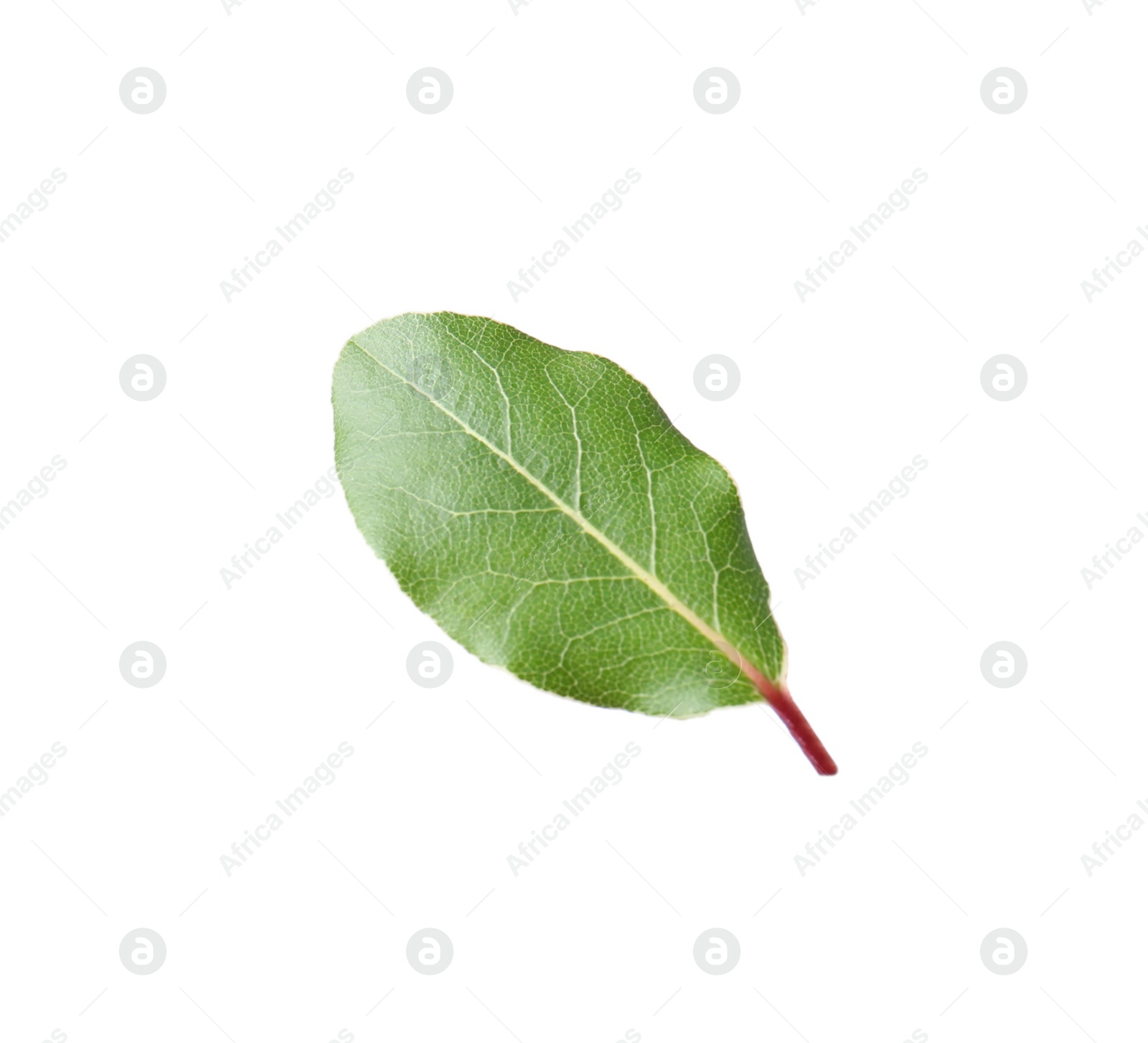 Photo of One fresh bay leaf isolated on white