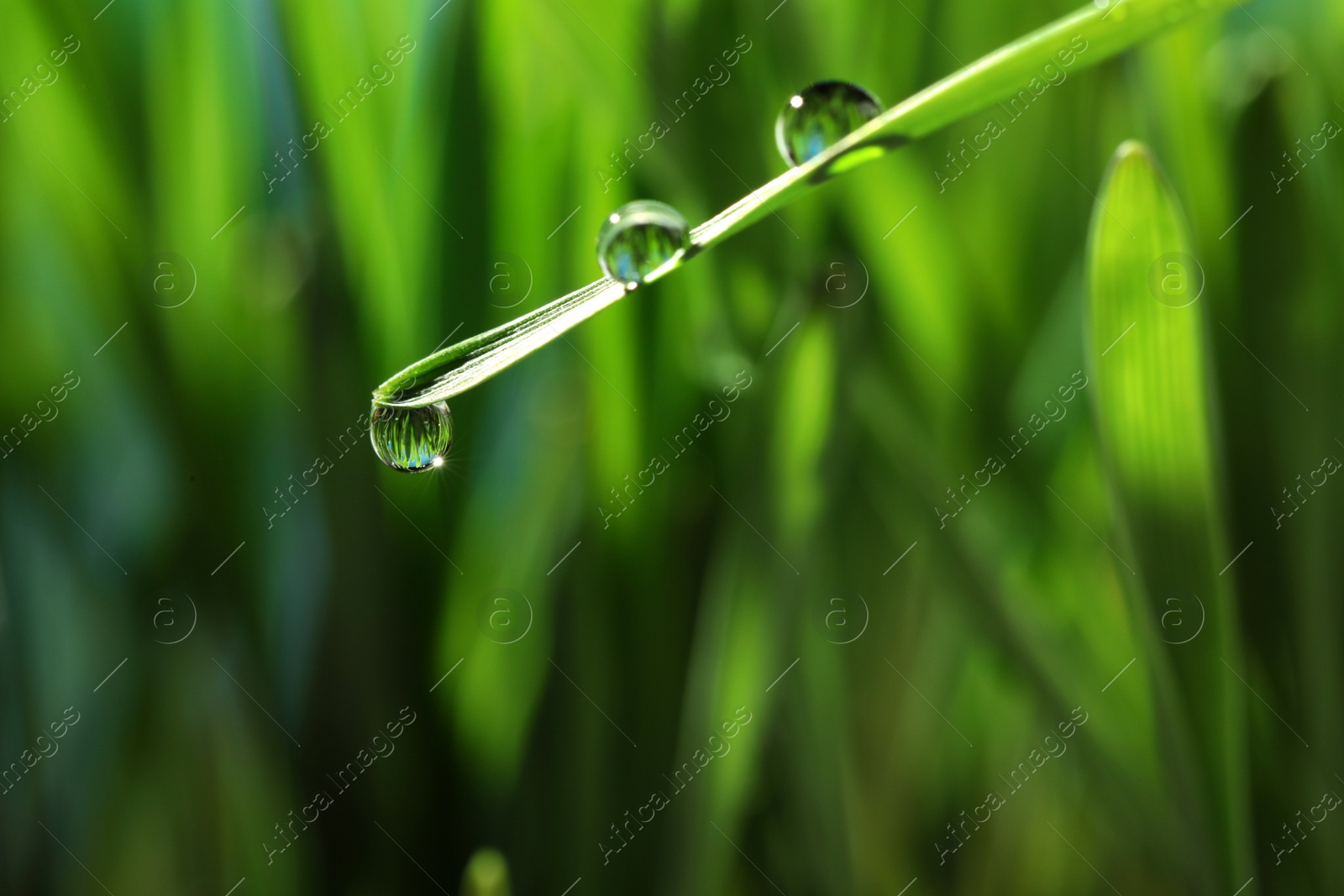 Photo of Water drops on grass blade against blurred background, closeup