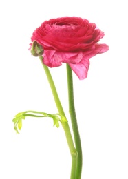 Photo of Beautiful ranunculus flower on white background