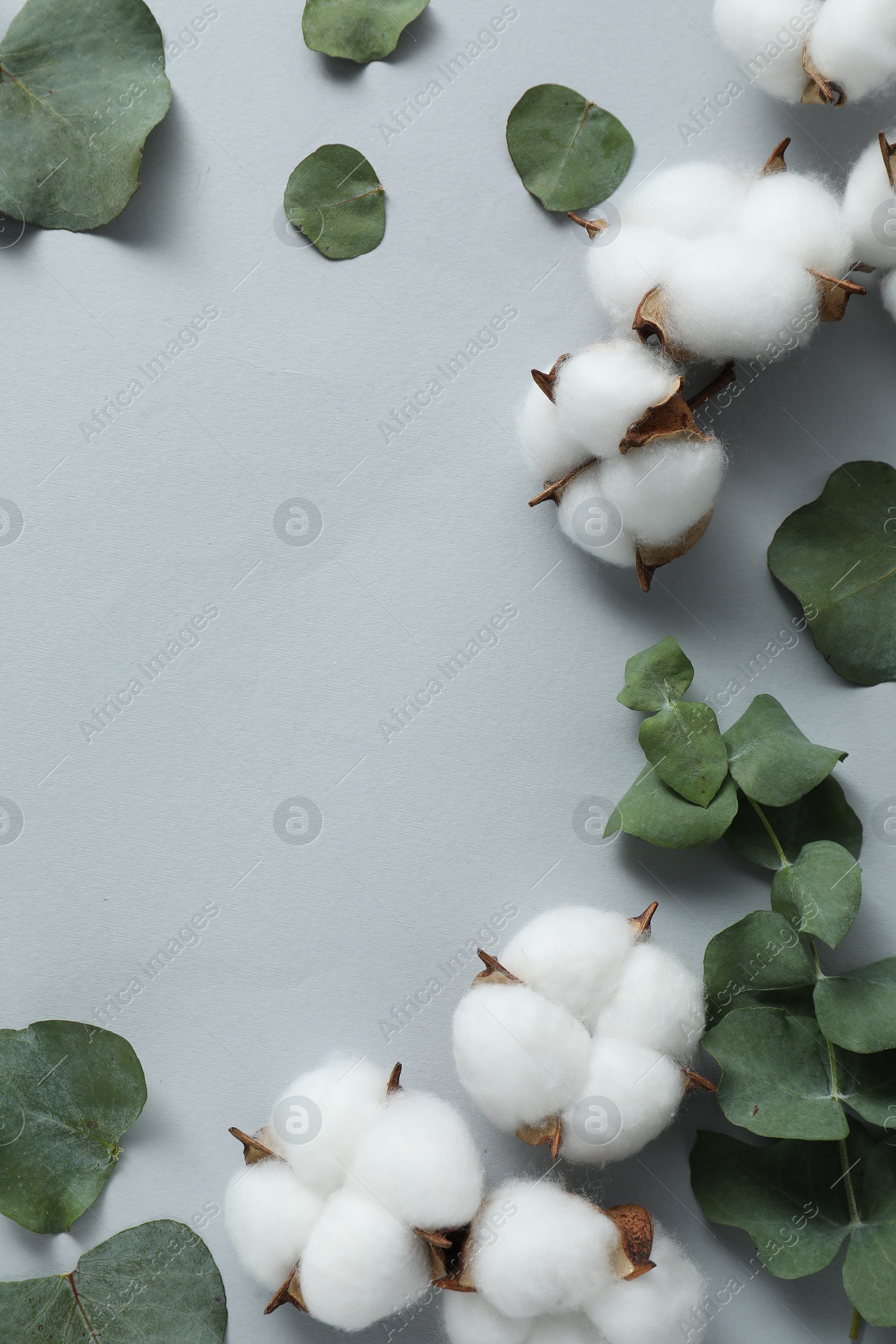 Photo of Cotton flowers and eucalyptus leaves on light grey background, flat lay. Space for text