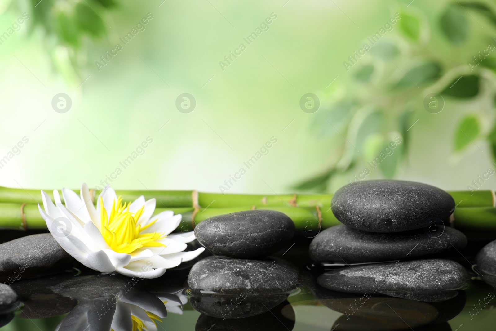 Photo of Beautiful zen garden with lotus flower and pond on blurred green background