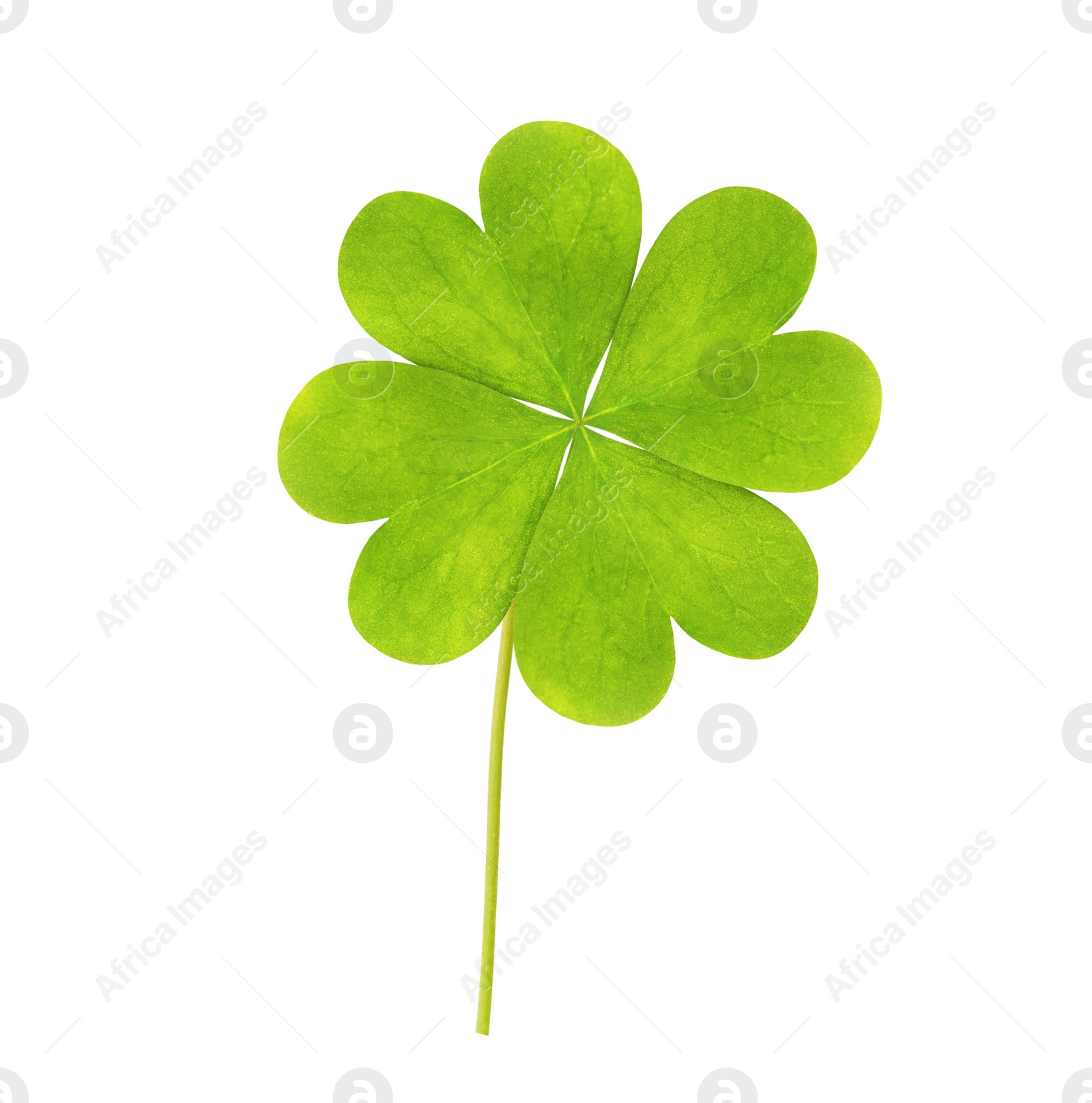 Image of Fresh green four-leaf clover on white background