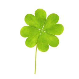 Fresh green four-leaf clover on white background