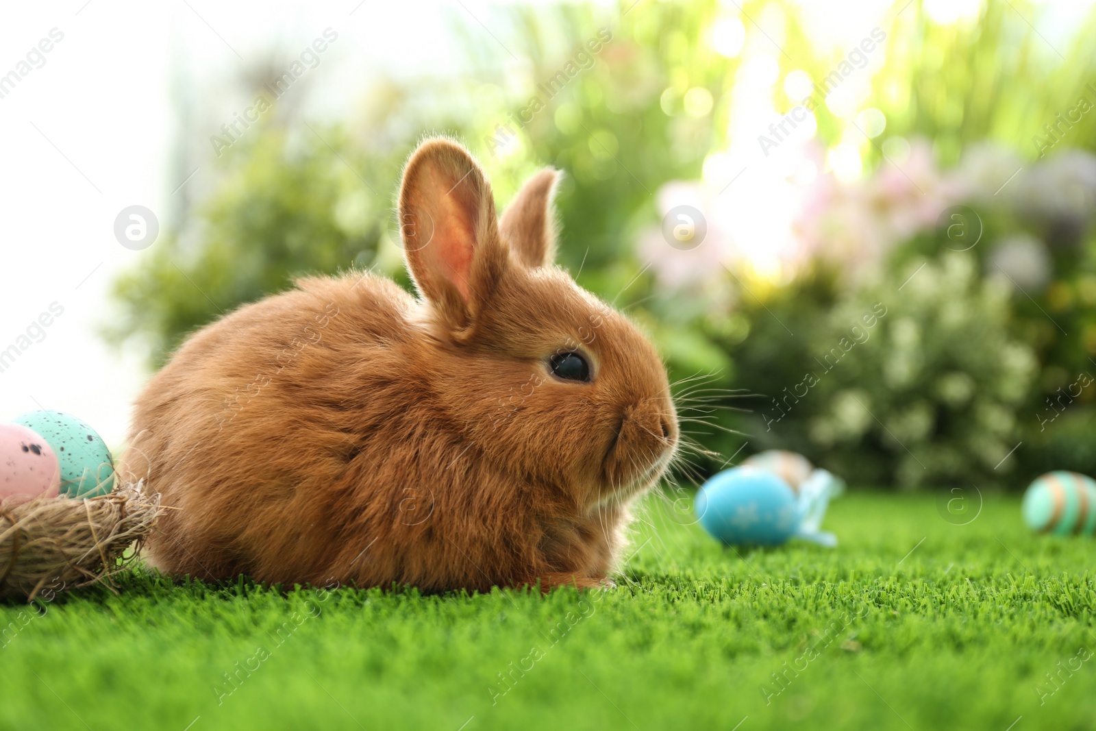 Photo of Adorable fluffy bunny and Easter eggs on green grass