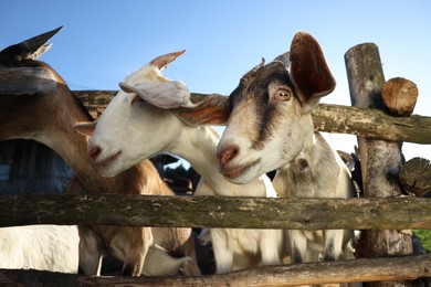 Photo of Cute goats inside of paddock at farm, low angle view