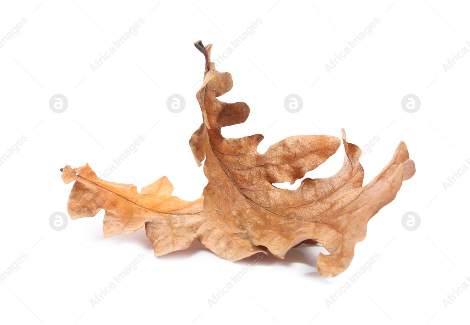 Photo of Autumn season. Dry oak leaves isolated on white