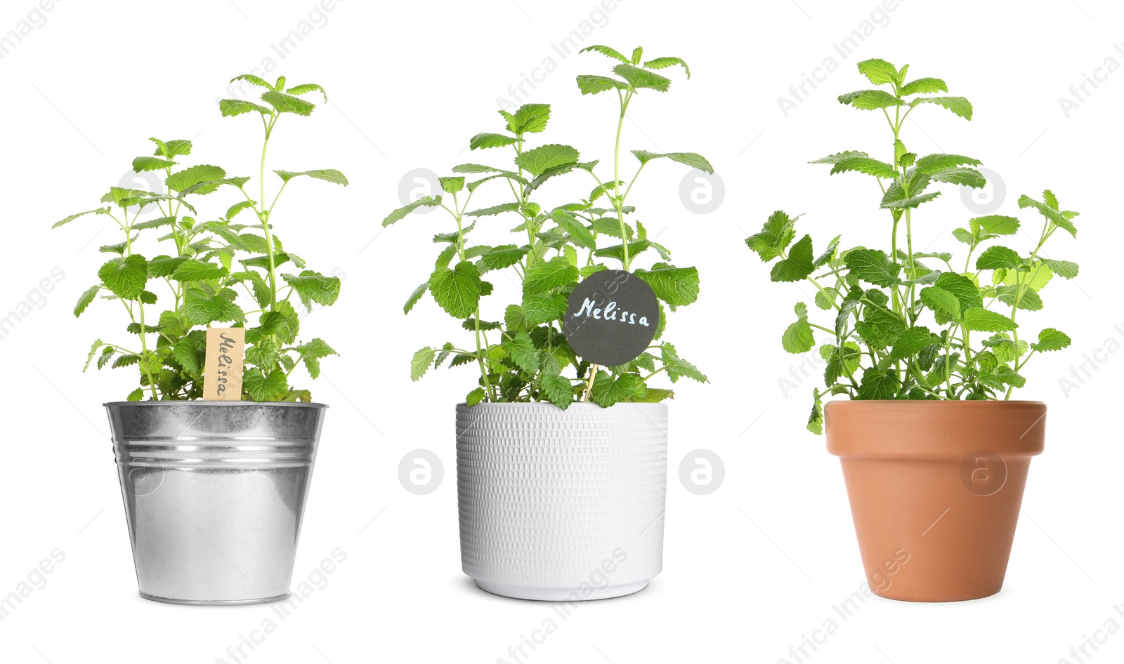 Image of Lemon balm (Melissa) plants growing in different pots isolated on white