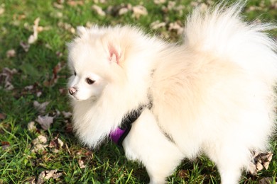 Cute fluffy Pomeranian dog on green grass outdoors. Lovely pet