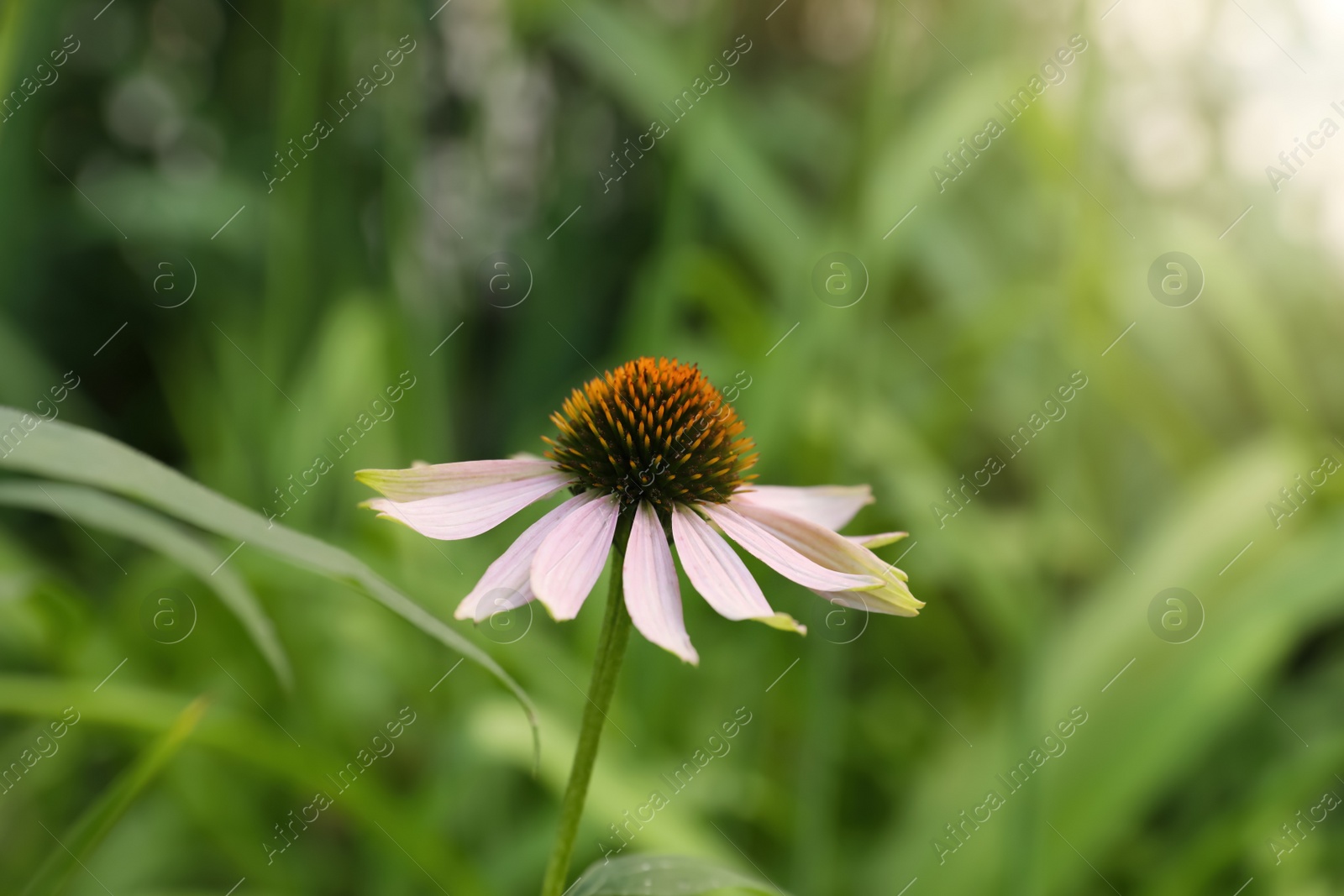 Photo of Beautiful pink Echinacea flower growing outdoors, closeup