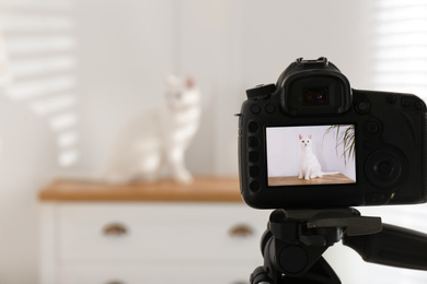 Photo of Picture of beautiful white cat on camera display. Professional animal photography
