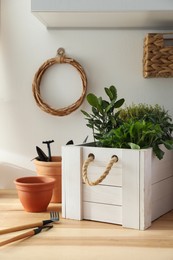 Different aromatic potted herbs and gardening tools on wooden table indoors