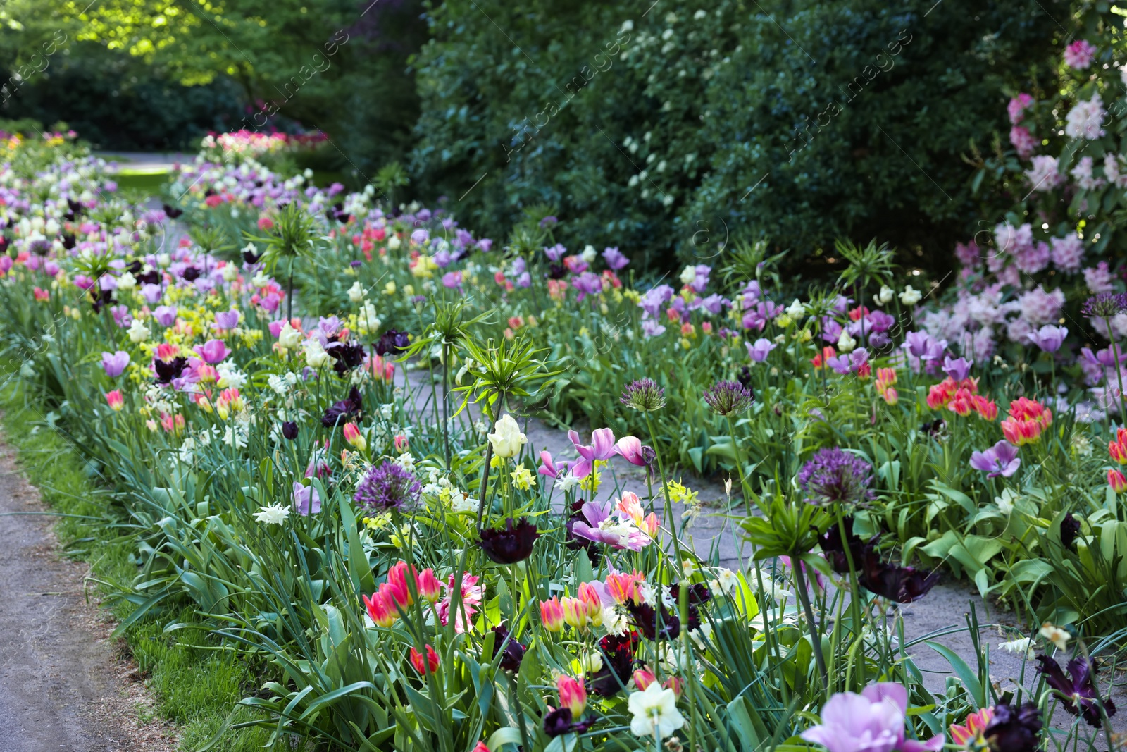 Photo of Beautiful park with different tulip flowers on sunny day. Spring season