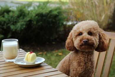 Cute fluffy dog sitting at table with coffee and macaron in outdoor cafe
