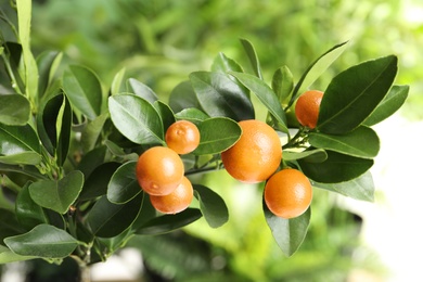 Citrus fruits on branch against blurred background