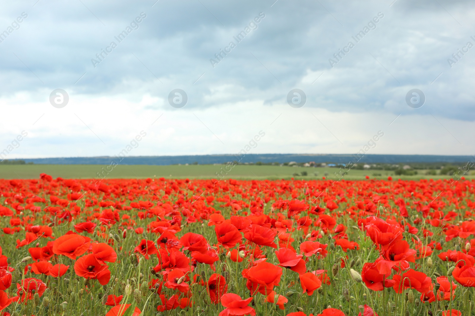 Photo of Beautiful red poppy flowers growing in field