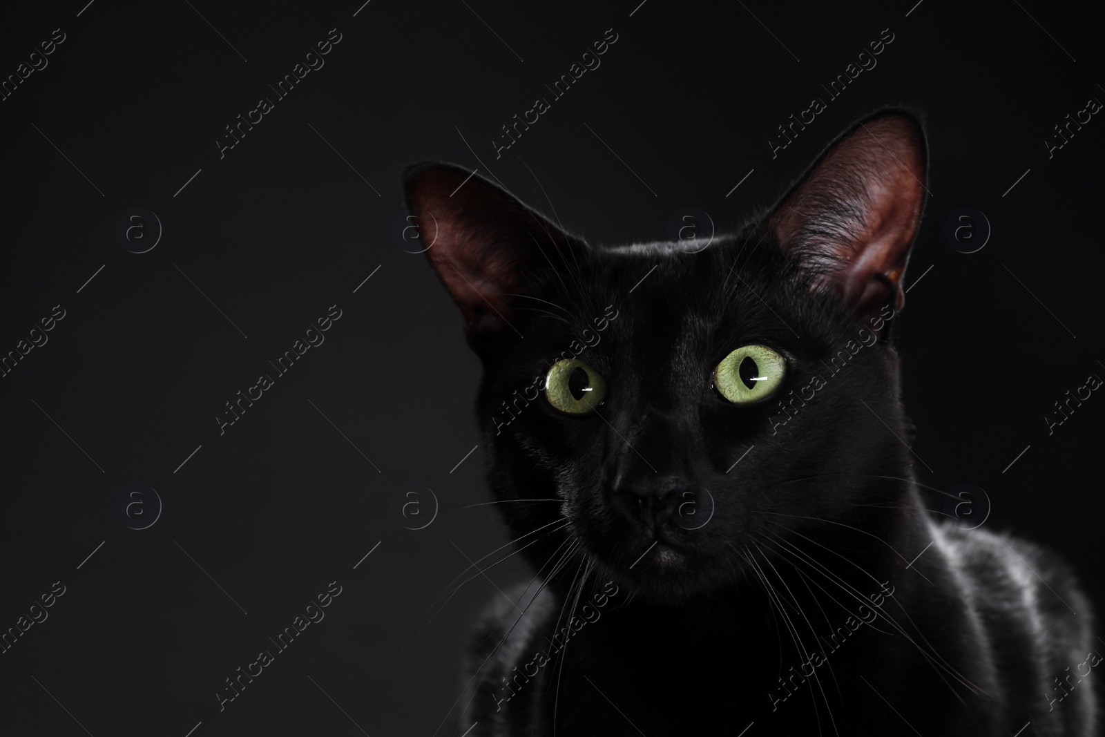 Photo of Adorable cat on black background, closeup with space for text. Lovely pet