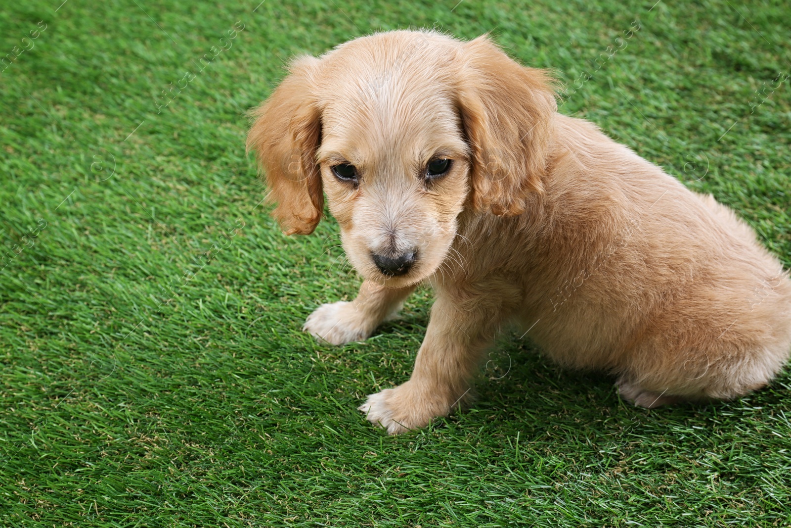 Photo of Cute English Cocker Spaniel puppy on green grass. Space for text