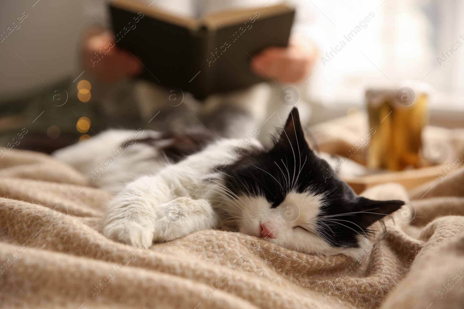 Photo of Adorable long haired cat lying near woman on blanket in room, closeup