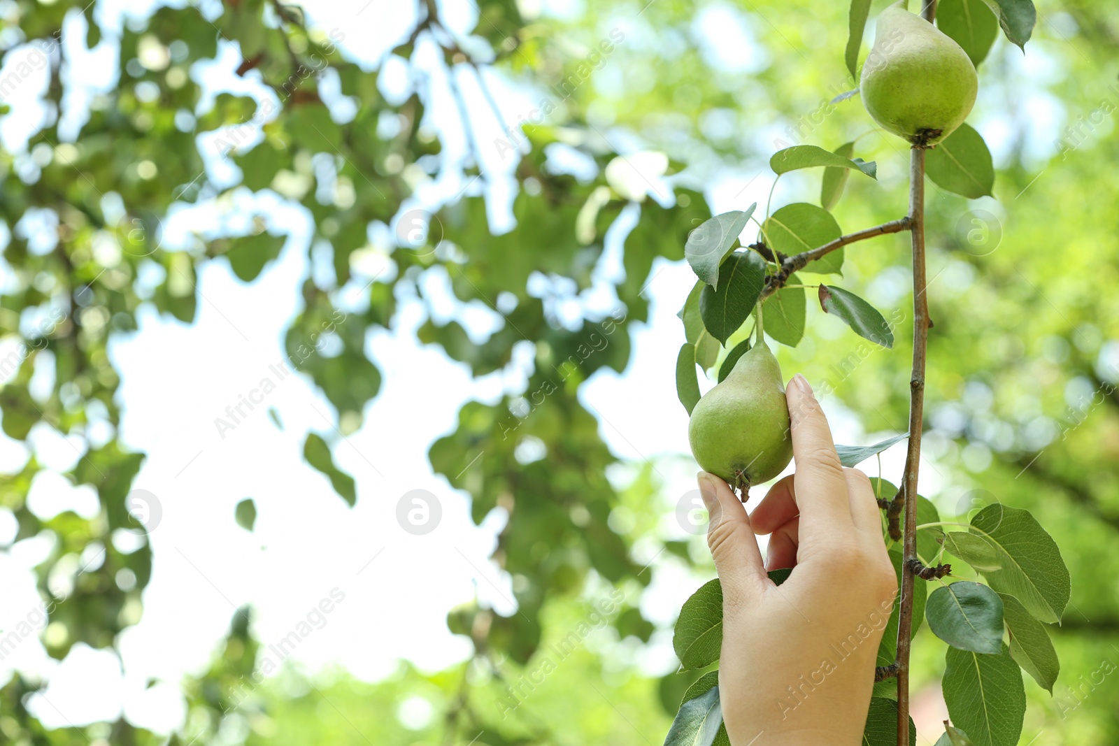 Photo of Woman picking pear from tree in orchard, closeup