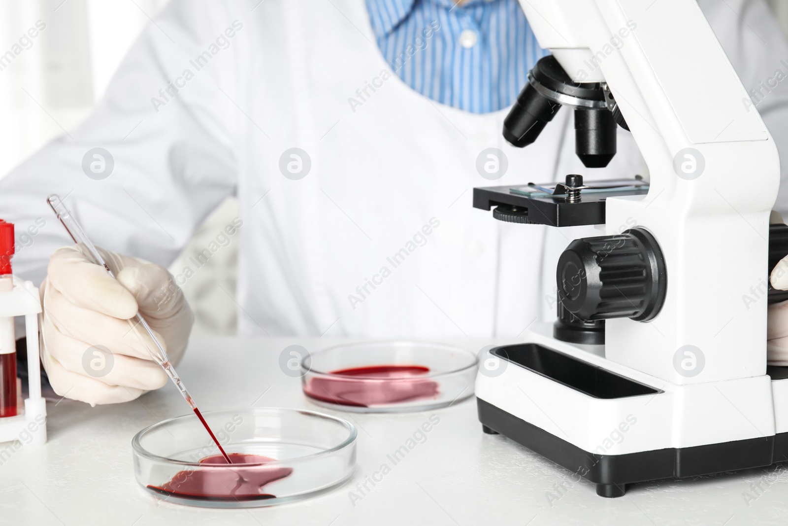 Photo of Scientist taking blood sample from Petri dish with pipette in laboratory, closeup. Virus research