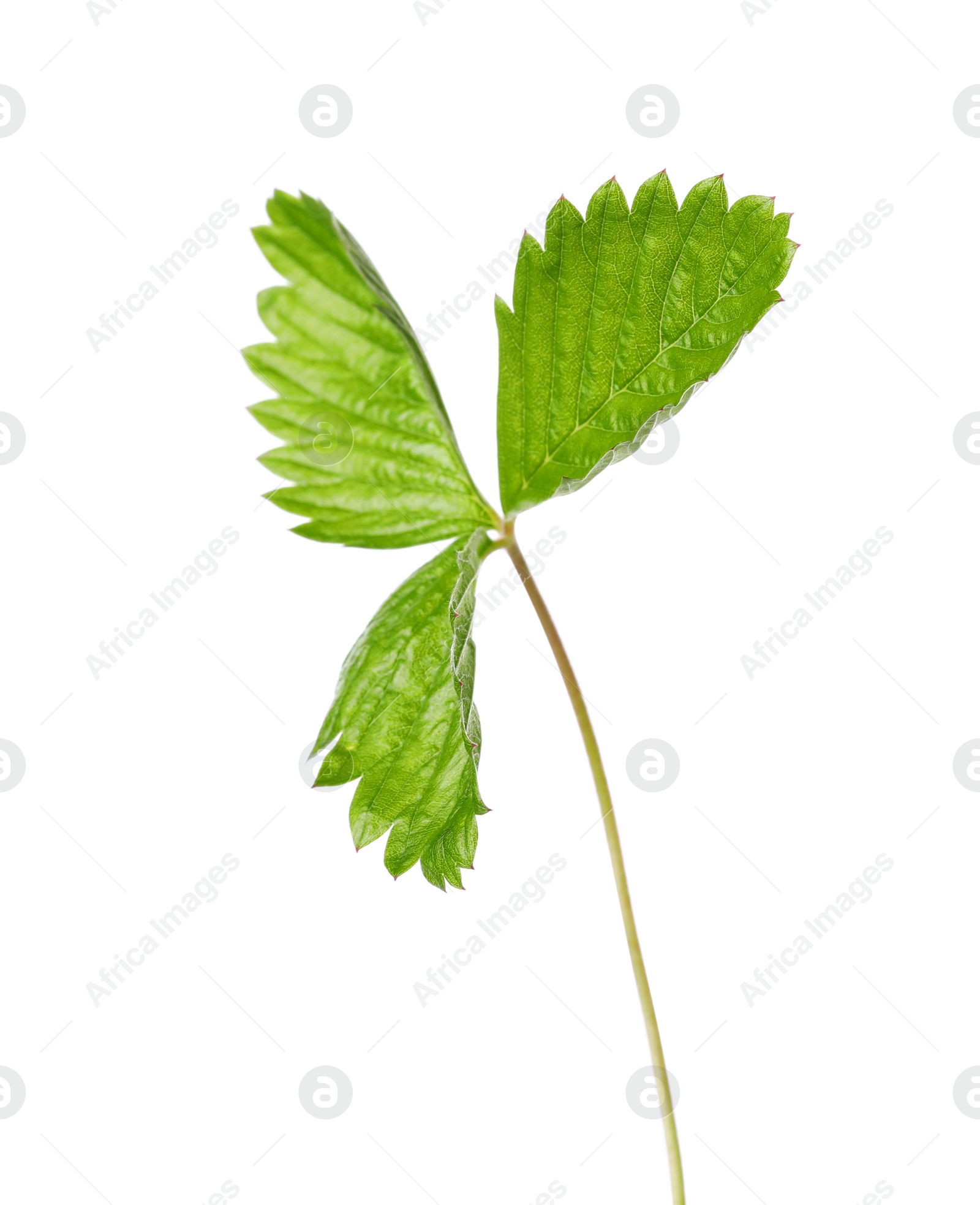 Photo of Green wild strawberry leaf isolated on white