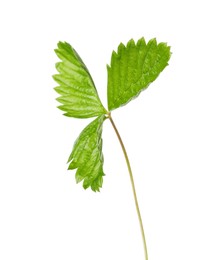 Photo of Green wild strawberry leaf isolated on white