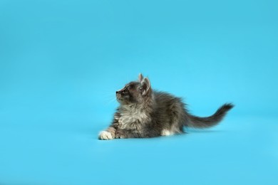 Photo of Cute fluffy kitten on light blue background