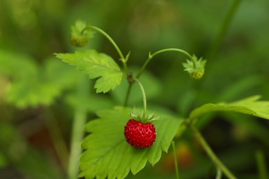 Photo of Small wild strawberry growing on stem outdoors, closeup