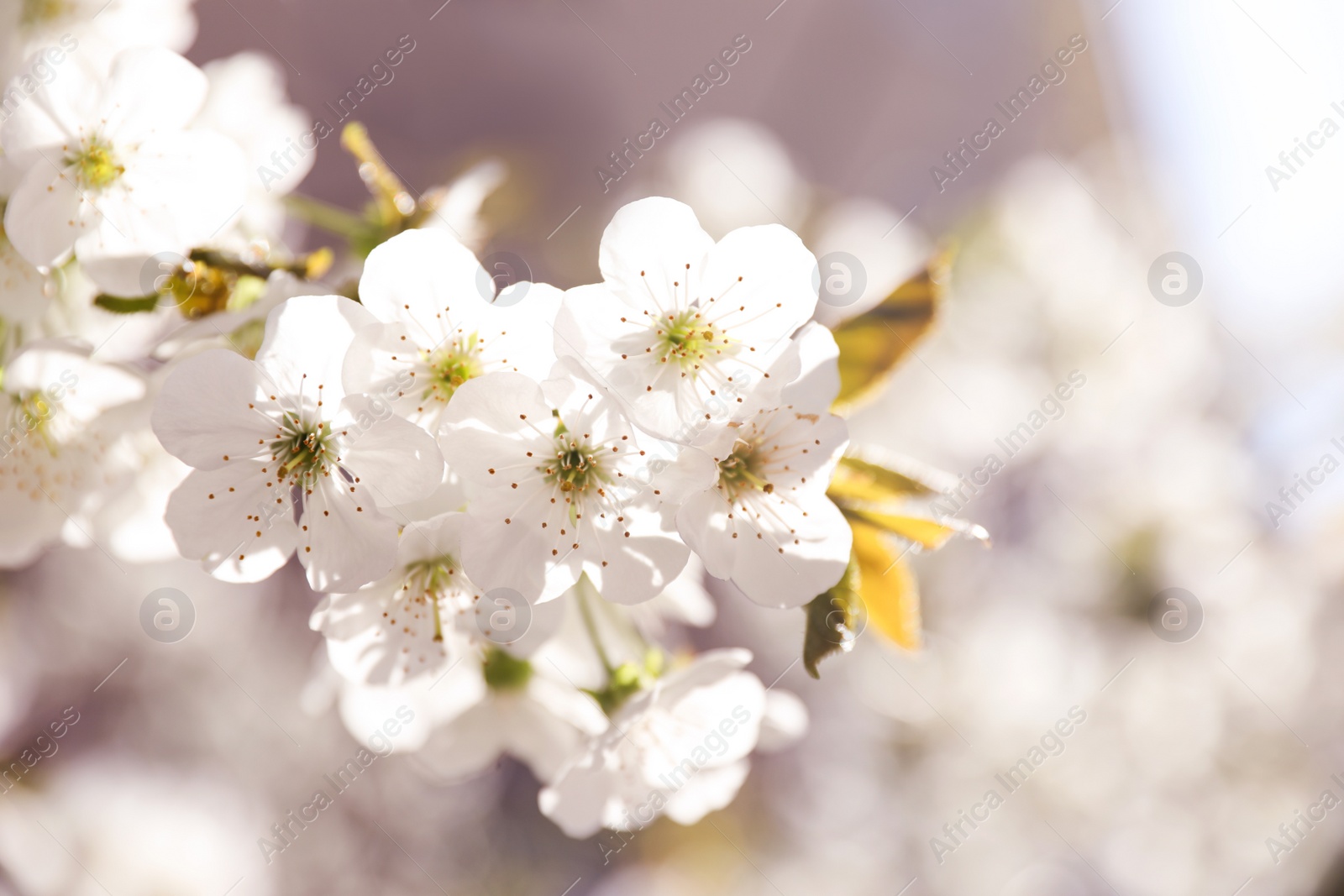 Photo of Closeup view of beautiful blossoming tree on sunny spring day outdoors