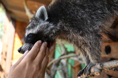 Volunteer with cute raccoon in animal shelter