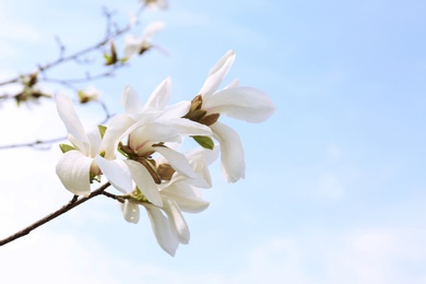 Photo of Magnolia tree branches with beautiful flowers against blue sky, space for text. Awesome spring blossom