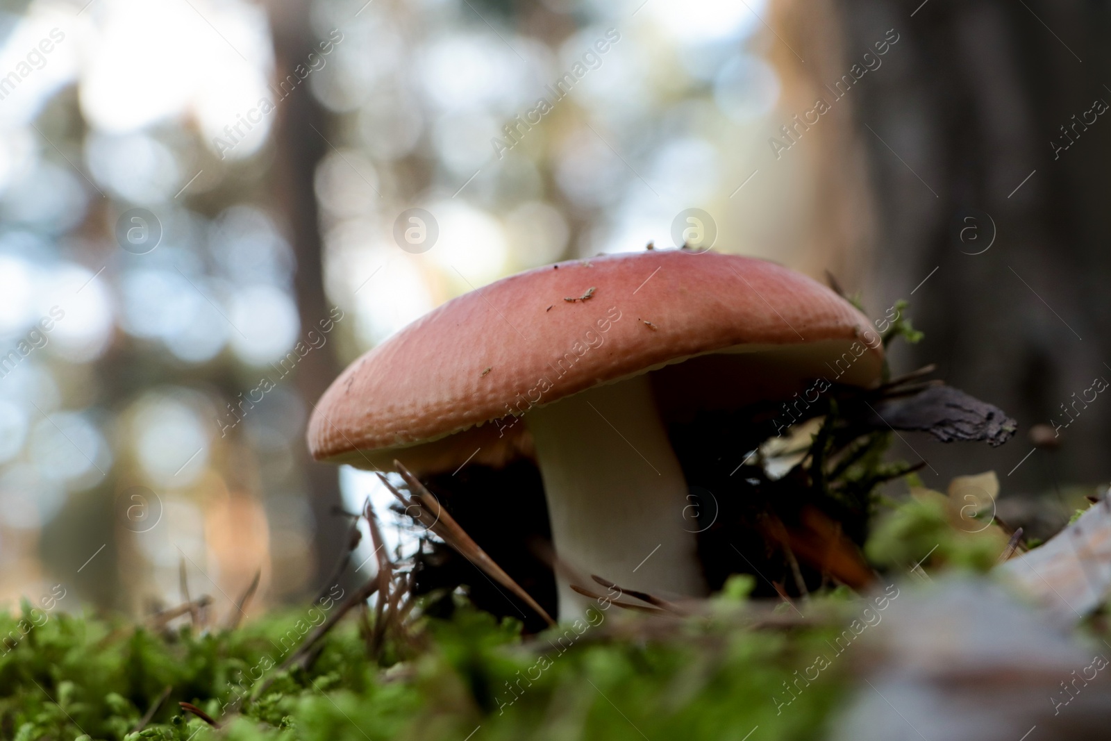 Photo of Russula mushroom growing in forest, closeup view