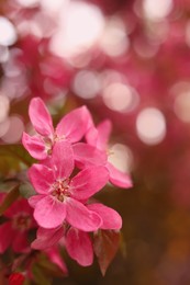 Photo of Closeup view of beautiful blossoming apple tree outdoors on spring day